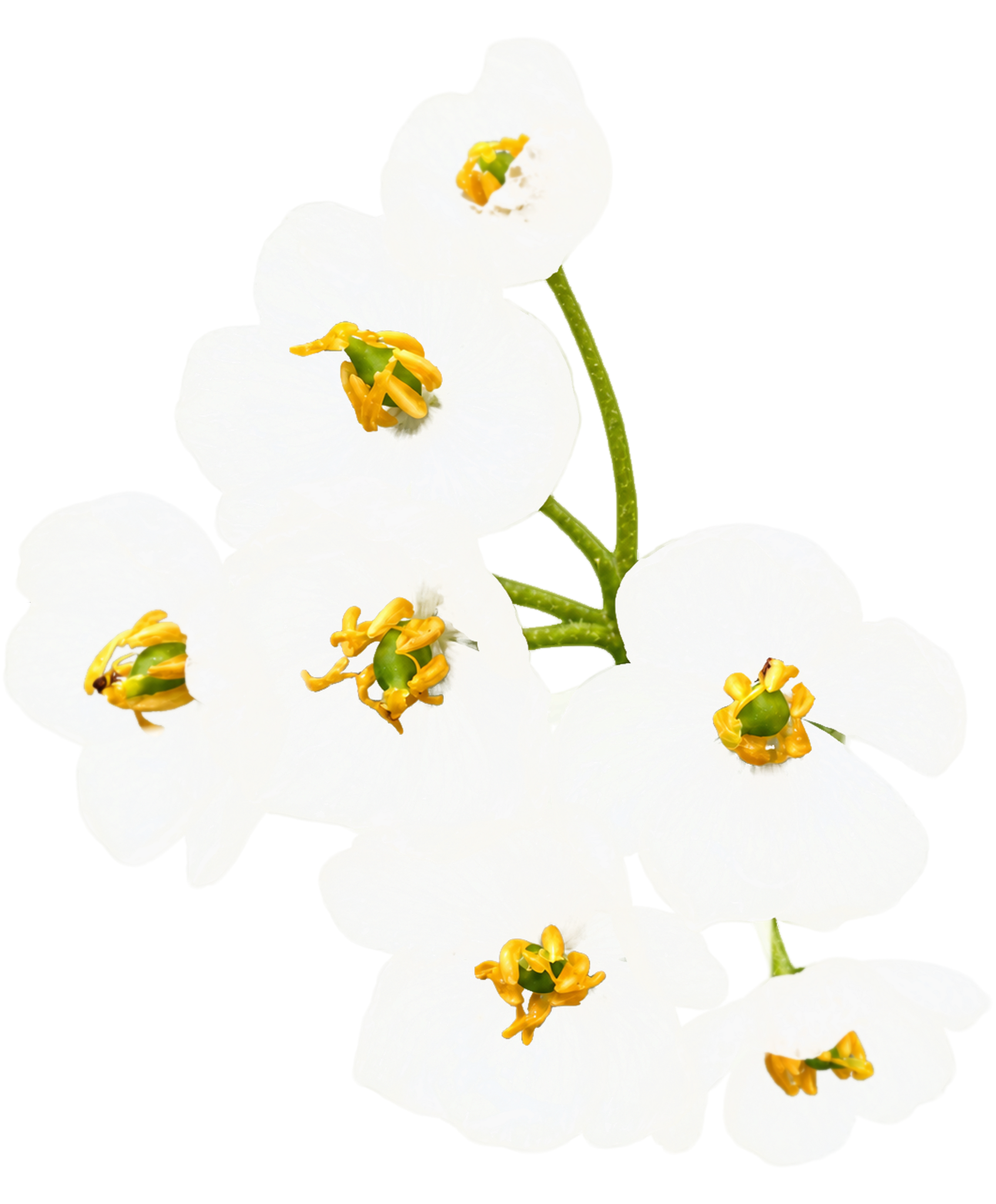Diphylleia grayi skeleton flowers